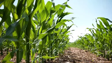 Commoditites agrícolas: conheça o mercado, tipos e como ter segurança no financiamento do setor! thumbnail