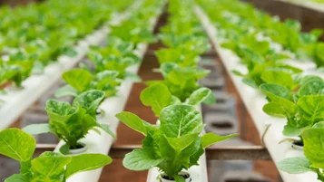 Como montar e gerenciar uma hidroponia? thumbnail