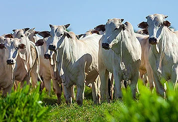 O futuro da pecuária é hoje: MBRF e Serasa Experian unem dados e imagens para proteger o meio ambiente