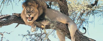 Por que antecipar a declaração do Imposto de Renda? thumbnail