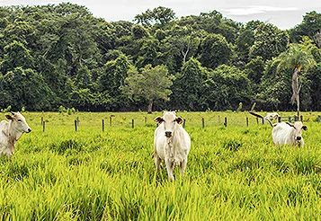 Crédito para integração Lavoura-Pecuária-Floresta (ILPF): análise de risco e retorno para o credor