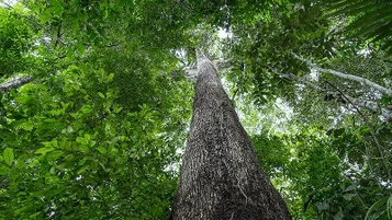 COP30 Belém datas: calendário completo até a conferência em Belém! thumbnail