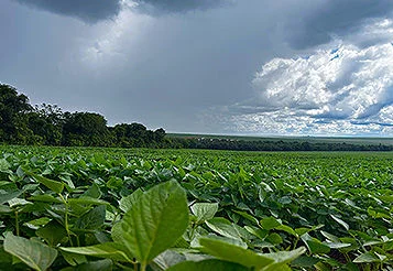 Riscos climáticos: como a tecnologia auxilia nas operações de crédito do agronegócio thumbnail