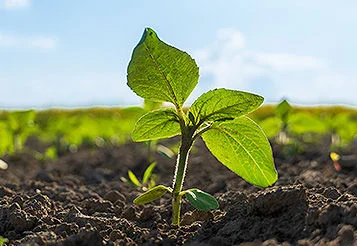 NDVI: o que é o Índice de Vegetação Normalizado?