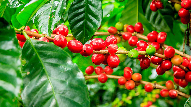 Cafeicultura sustentável: a importância de ações responsáveis no mercado
