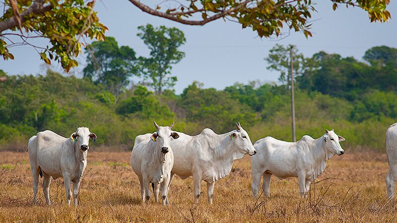Entenda os impactos ESG e de crédito ao adotar a conversão de pastagens