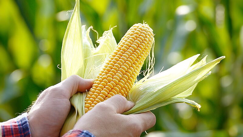 Flutuações no mercado do milho X renegociação de dívidas: ações para evitar que o mercado de crédito rural seja afetado