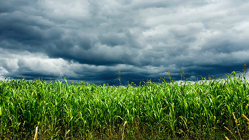O impacto financeiro das mudanças climáticas no Brasil