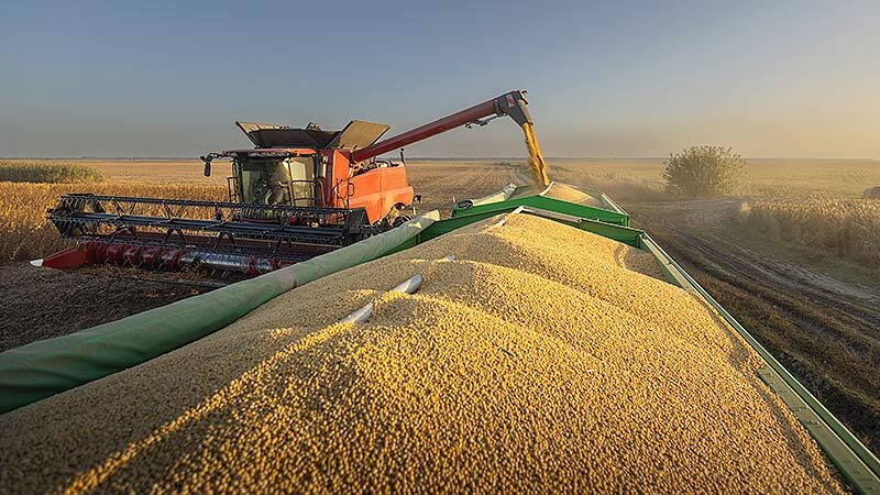 Safra 2024/25: cenário é promissor para soja, mas há desafios a superar em outras culturas