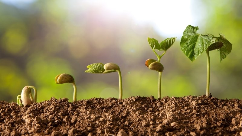 Ano agrícola 2025: calendário e dicas de concessão de crédito para o agronegócio