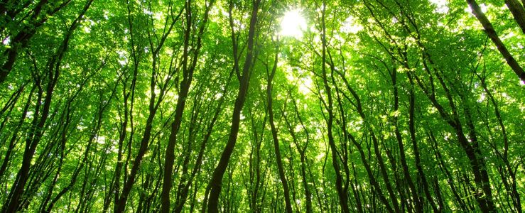 Silvicultura: como empreender e inovar no setor florestal