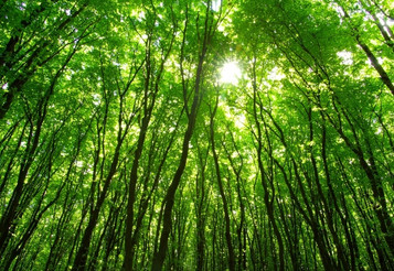 Silvicultura: como empreender e inovar no setor florestal thumbnail