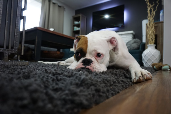 cachorro deitado no chão e televisão ligada ao fundo